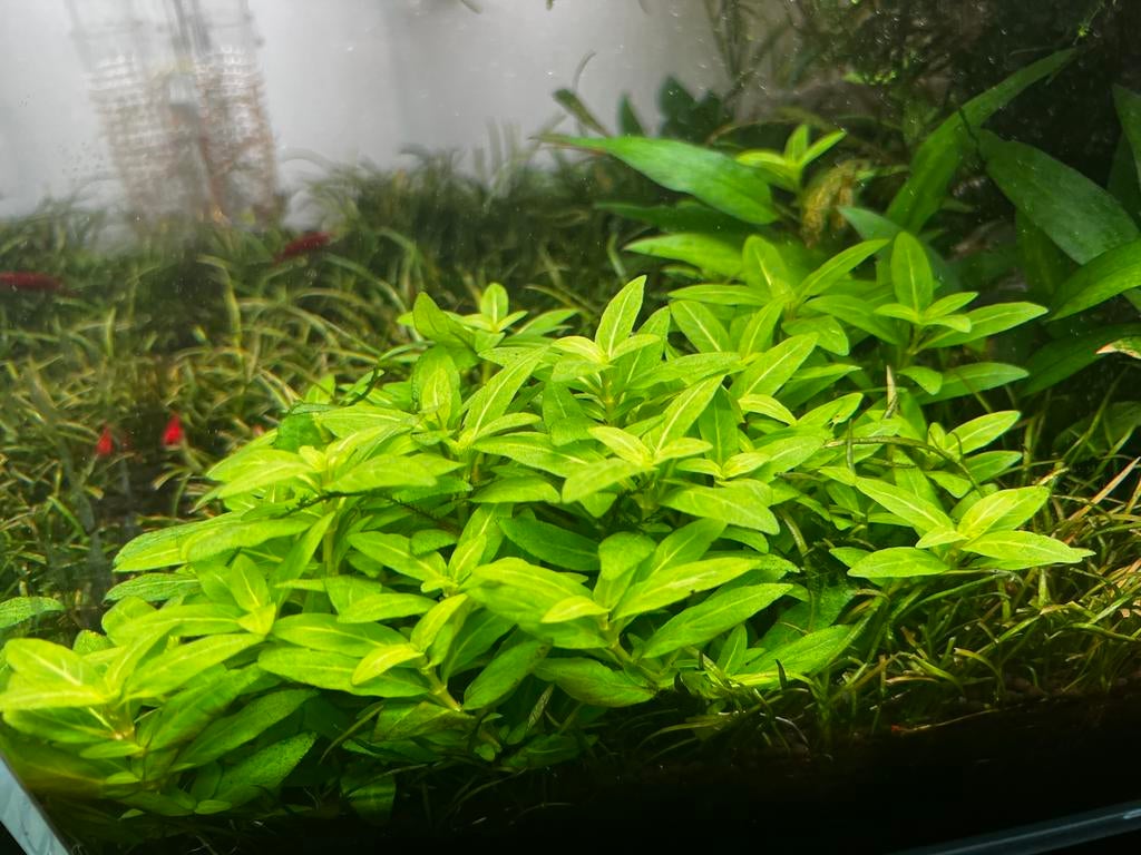 Diverse aquariumplanten te koop i.v.m. leegmaken aquarium, Ophalen of Verzenden