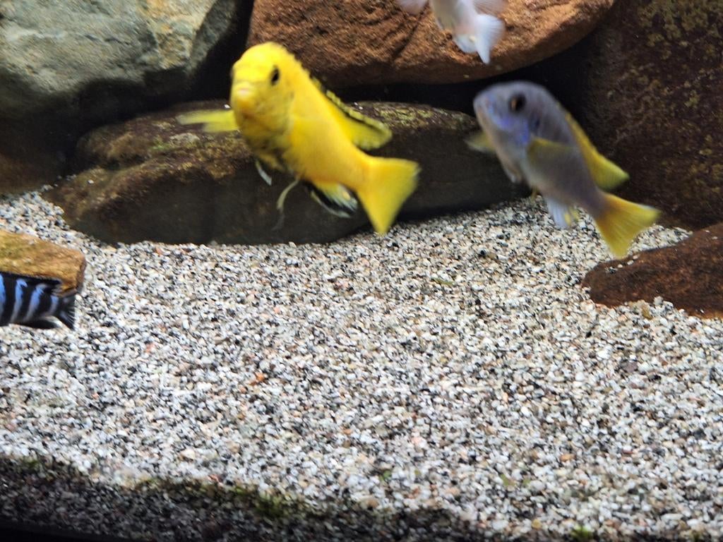 Gezocht 2 labidochromis caeruleus vrouwtjes, Dieren en Toebehoren, Vissen | Aquariumvissen, Vis
