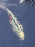 Koi karpers, Karper of Koi