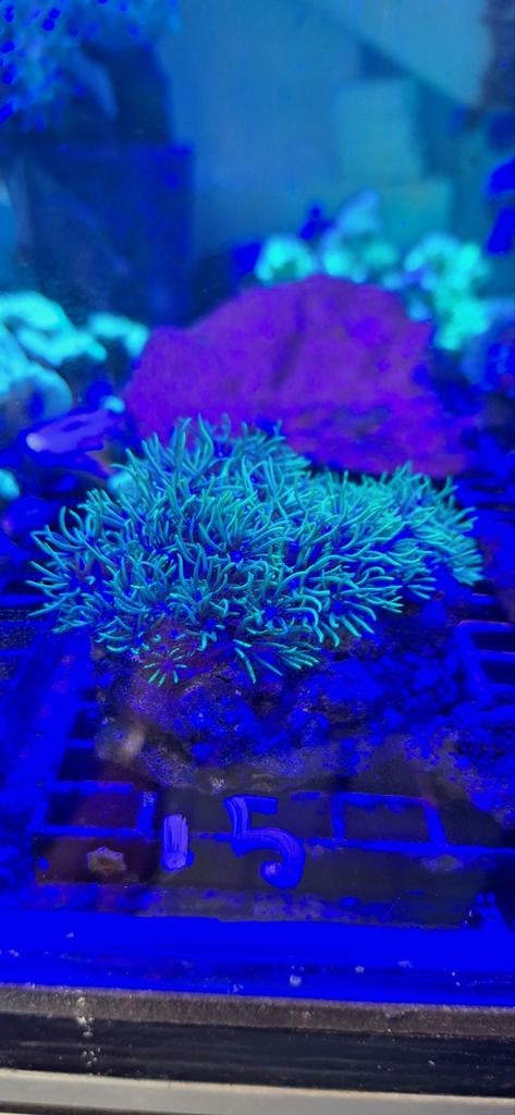 Sterpoliep koraal zeewater aquarium, Overige typen