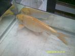 koi karper geel, Karper of Koi