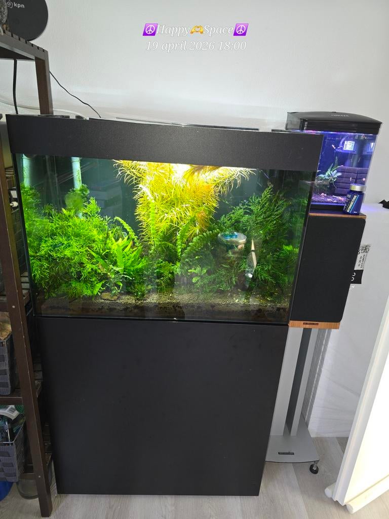 Oase Style-line 125 compleet met Co2, Ophalen, Oase, Inclusief deksel, Gevuld zoetwateraquarium
