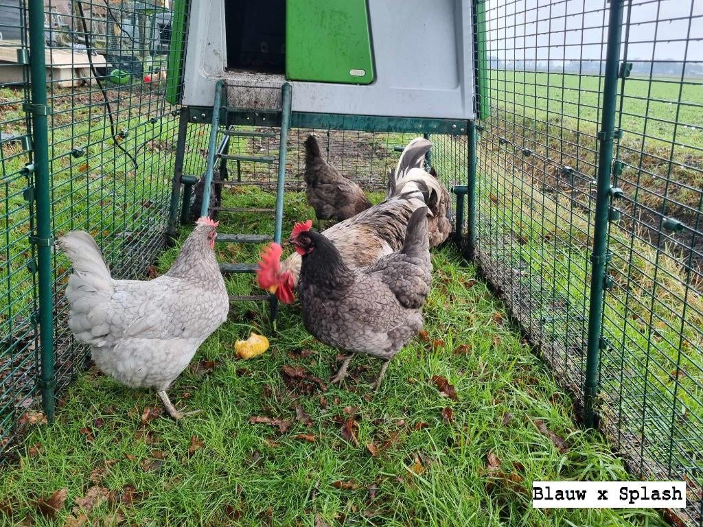Broedeieren Silverudd (groenleggers), Dieren en Toebehoren, Pluimvee, Geslacht onbekend, Kip