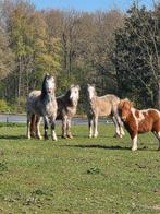 Prachtige Welsh ponies en shetland veulen te koop, Merrie, Met stamboom, 0 tot 2 jaar, A pony (tot 1.17m)