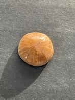 Prachtig gepolijste fossiele zee egel (B1C) 150 mln jaar oud, Verzenden, Fossiel