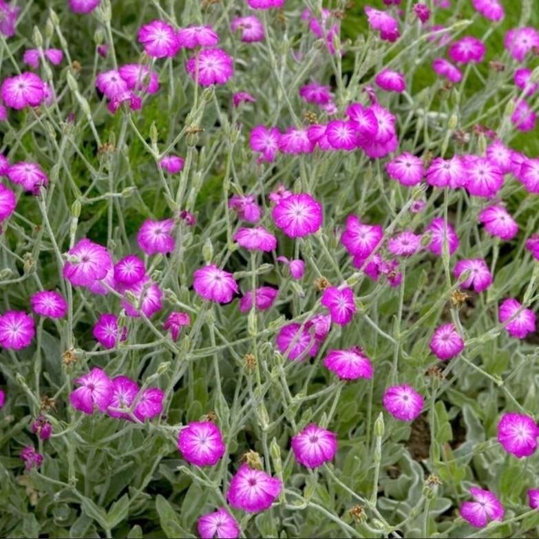 Prikneus plantjes, Ophalen, Overige soorten, Volle zon