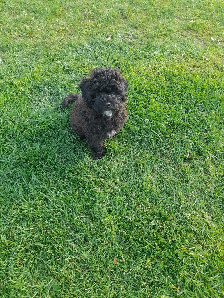 Rashond zwarte Toy/dwergpoedel puppy, Dieren en Toebehoren, Honden | Niet-rashonden, Parvo, 8 tot 15 weken, Meerdere, Meerdere dieren