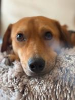 Oppas/dagopvang gezocht, Uitlaatservice