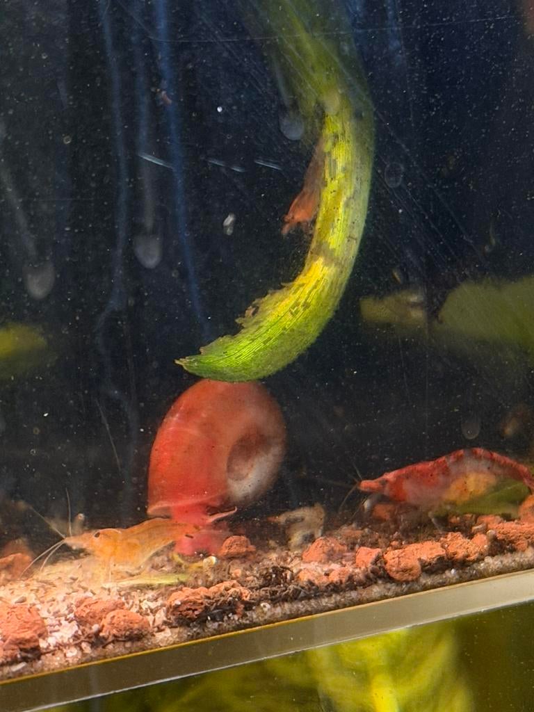 Posthoornslakken | Goede algeneters!, Dieren en Toebehoren, Vis