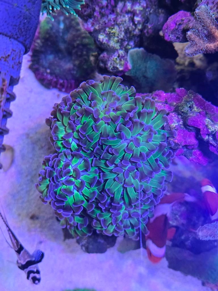 Euphyllia/ Fimbriaphyllia Paraancora (Green/Purple), Dieren en Toebehoren, Vissen | Aquariumvissen, Vis