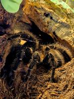 Spiderlings Lasiodora parahybana (1FH), Bijen