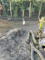 Indische loopeend (man), Dieren en Toebehoren, Pluimvee, Mannelijk, Eend