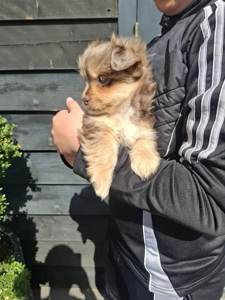 Super mooie pups, Dieren en Toebehoren, Parvo, Overige rassen, 8 tot 15 weken, Meerdere