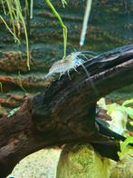 Verschillende soorten vissen (lees beschrijving), Dieren en Toebehoren