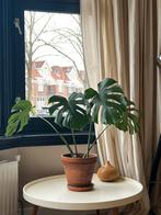 Adult monstera in terracota pot, Ophalen, Halfschaduw, Minder dan 100 cm
