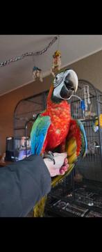 Harlekijn ara man 7 maand oud, Mannelijk, Papegaai, Geringd
