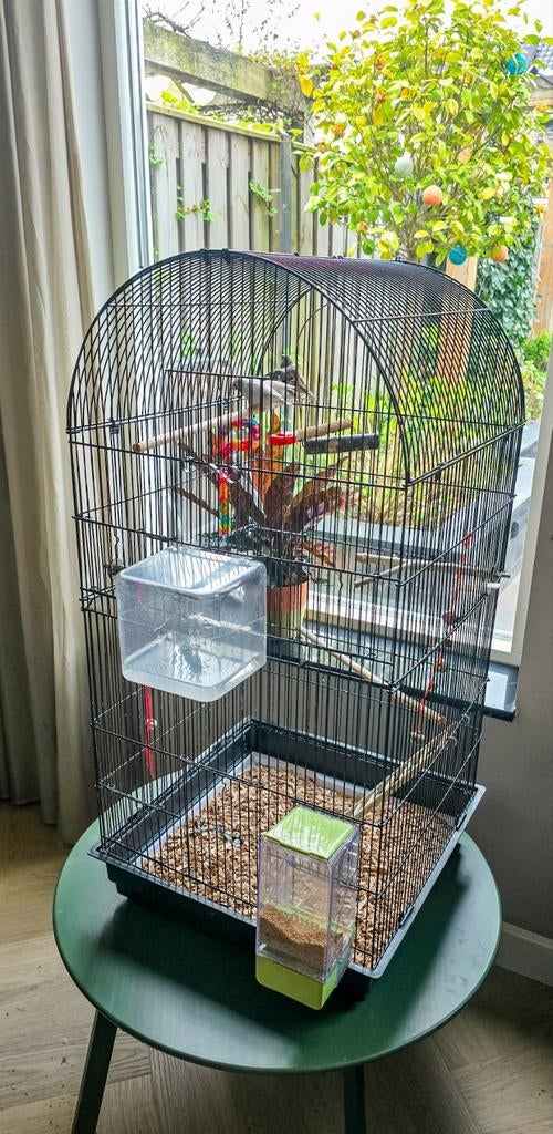 4 zebravinken incl kooi, Meerdere dieren, Parkiet