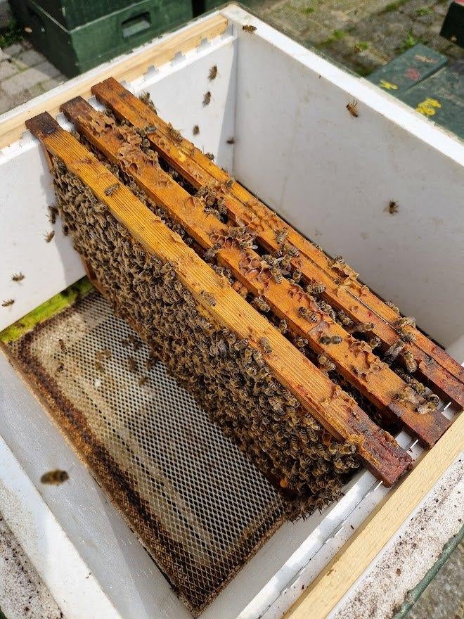 Bijenvolk, 3 raams spaarkast, Dieren en Toebehoren, Insecten en Spinnen, Bijen