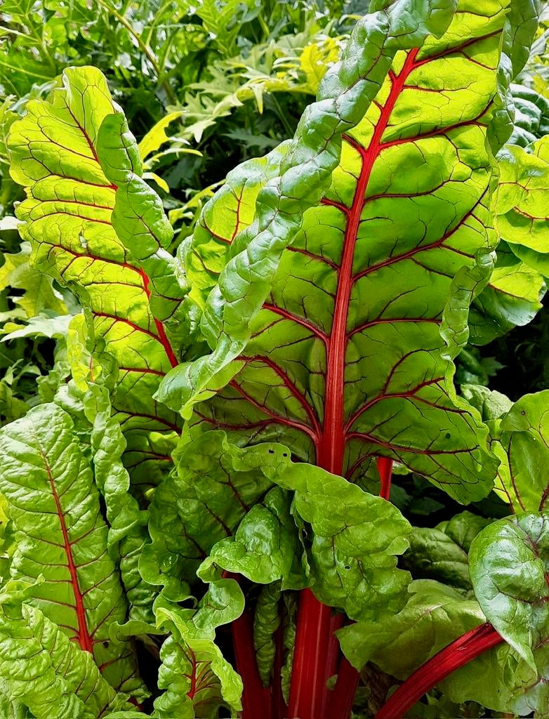 SNIJBIET uit Biologische moestuin. Tweejarig, Warmoes, Tuin en Terras, Ophalen, Groenteplanten, Tweejarig, Halfschaduw