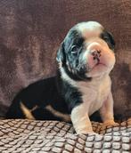 Schitterend Old english bulldog reutje, Dieren en Toebehoren, Honden | Bulldogs, Pinschers en Molossers, Bulldog, Meerdere, Meerdere dieren