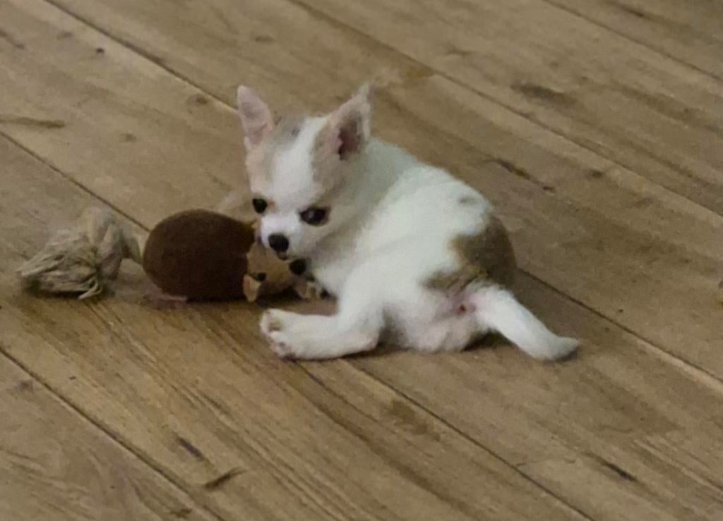 Pomchi pups!!, Overige rassen, Meerdere, Meerdere dieren, Nederland