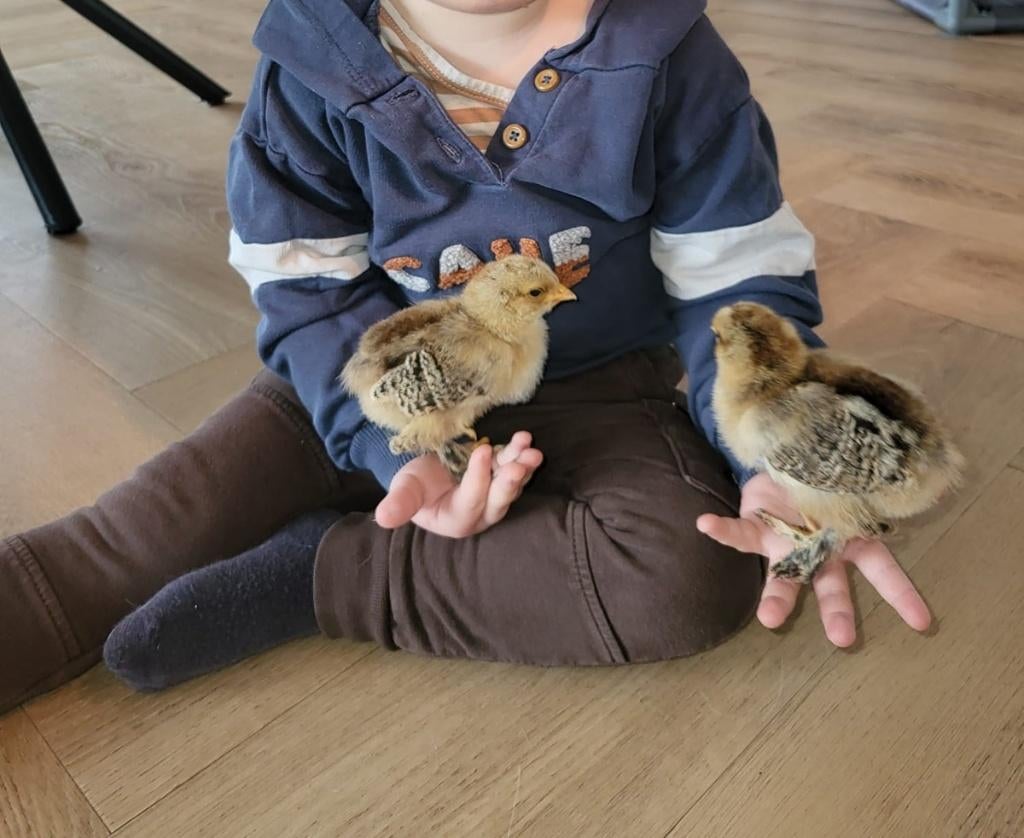 Kuikens Brahmakriel meerzomig patrijs, Dieren en Toebehoren, Pluimvee, Meerdere dieren, Kip