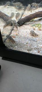 Corydora Paleatus, Dieren en Toebehoren, Vis