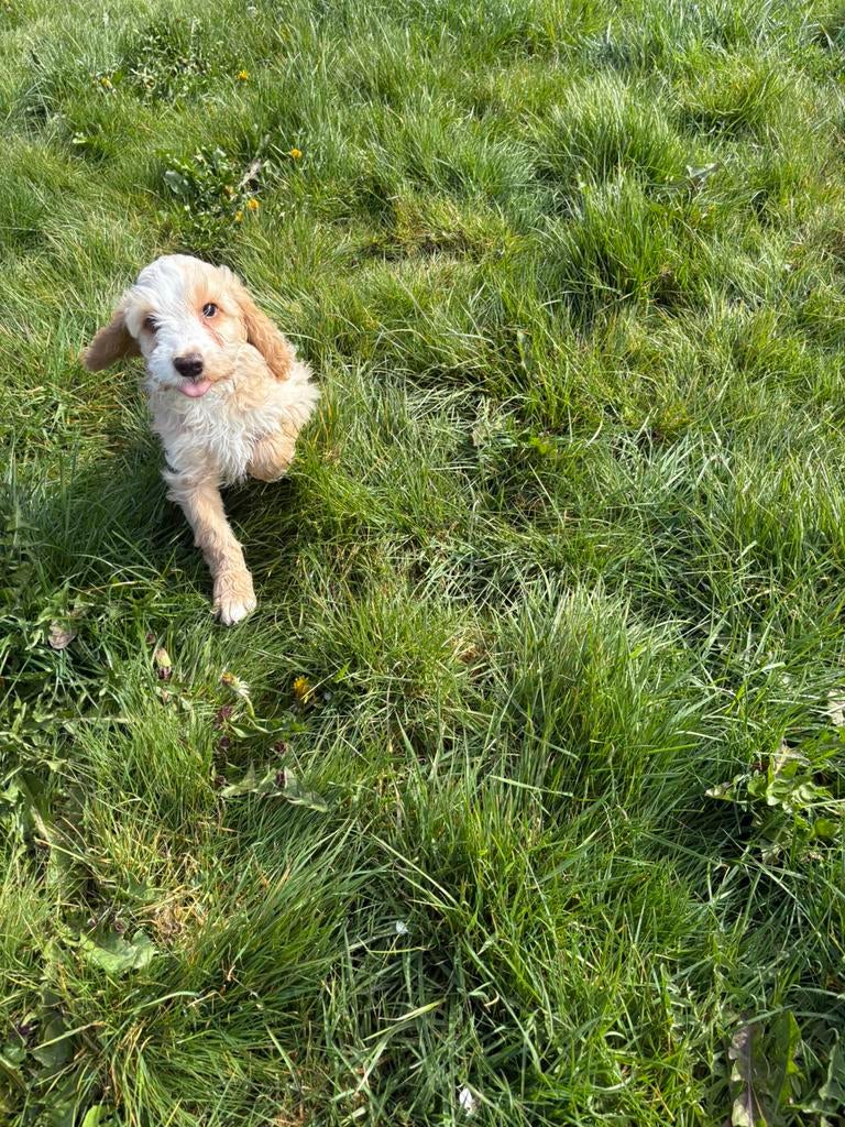 Cockapoo pups, Dieren en Toebehoren, Parvo, Overige rassen, 8 tot 15 weken, Meerdere