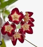 Hoya Stenaokei Rode variant - zeldzaam, Huis en Inrichting, Kamerplanten, Bloeiende kamerplant, Verzenden, Halfschaduw, Minder dan 100 cm