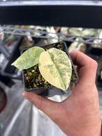 Alocasia Melo aurea variegata, Overige soorten, In pot, Minder dan 100 cm, Bloeiende kamerplant