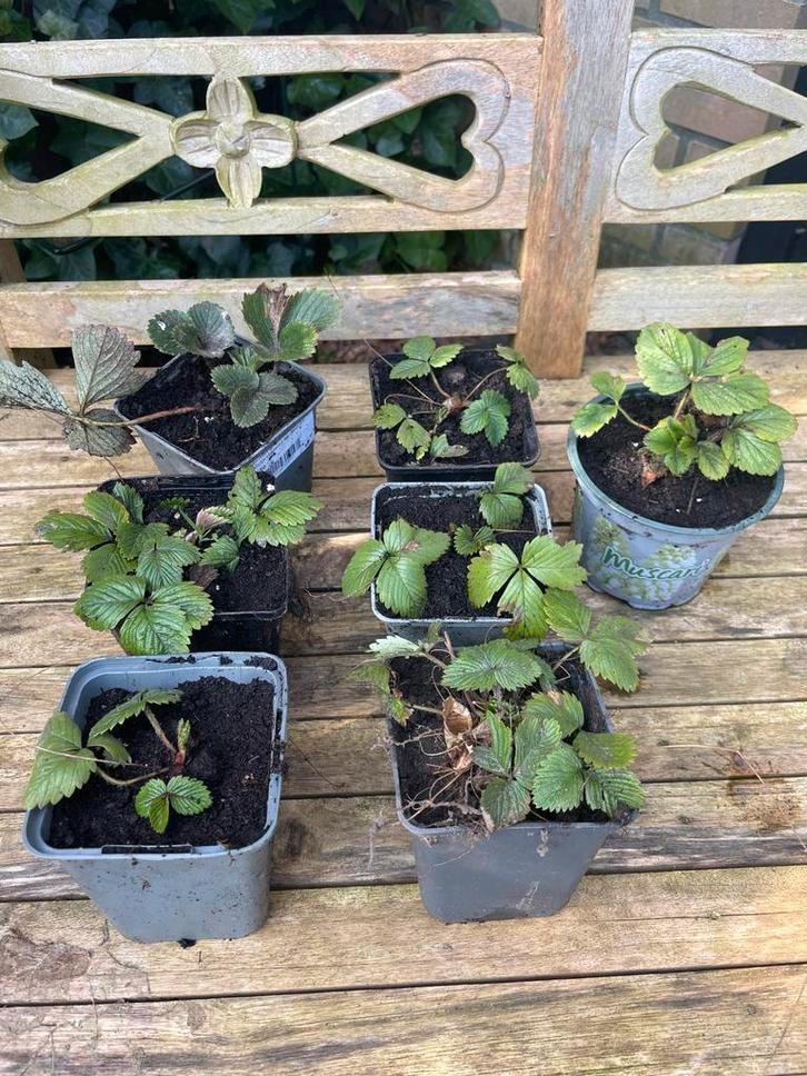 Diverse doordragende aardbeienplantjes, Tuin en Terras, Planten | Tuinplanten, Vaste plant, Fruitplanten, Volle zon, Zomer, Ophalen