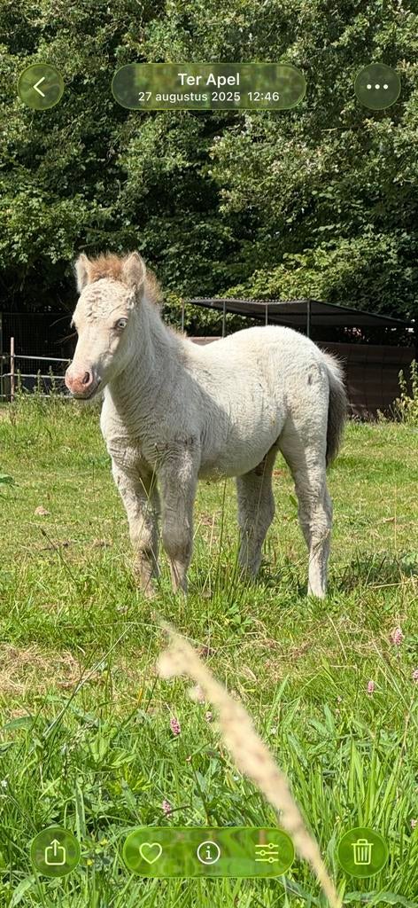Smokey 18-7-2025 shetlander, Dieren en Toebehoren, A, Hengst, A, A