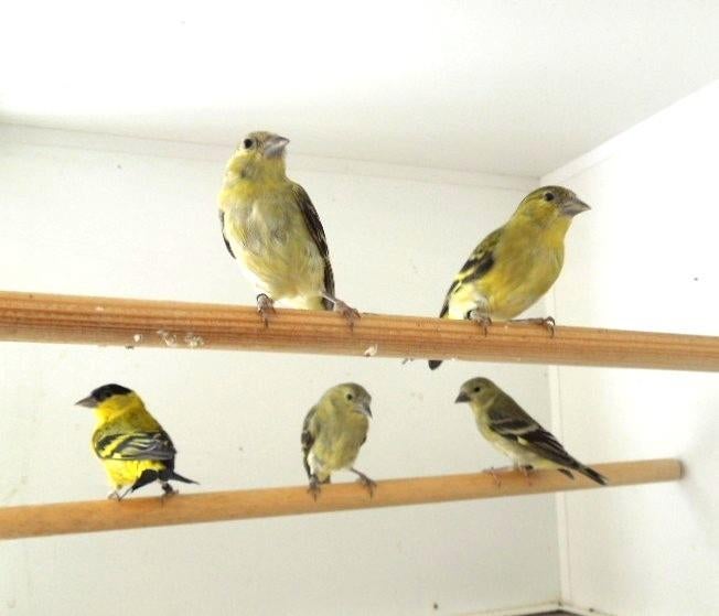 Yarrelsijzen, Dieren en Toebehoren, Meerdere dieren, Tropenvogel, Geringd