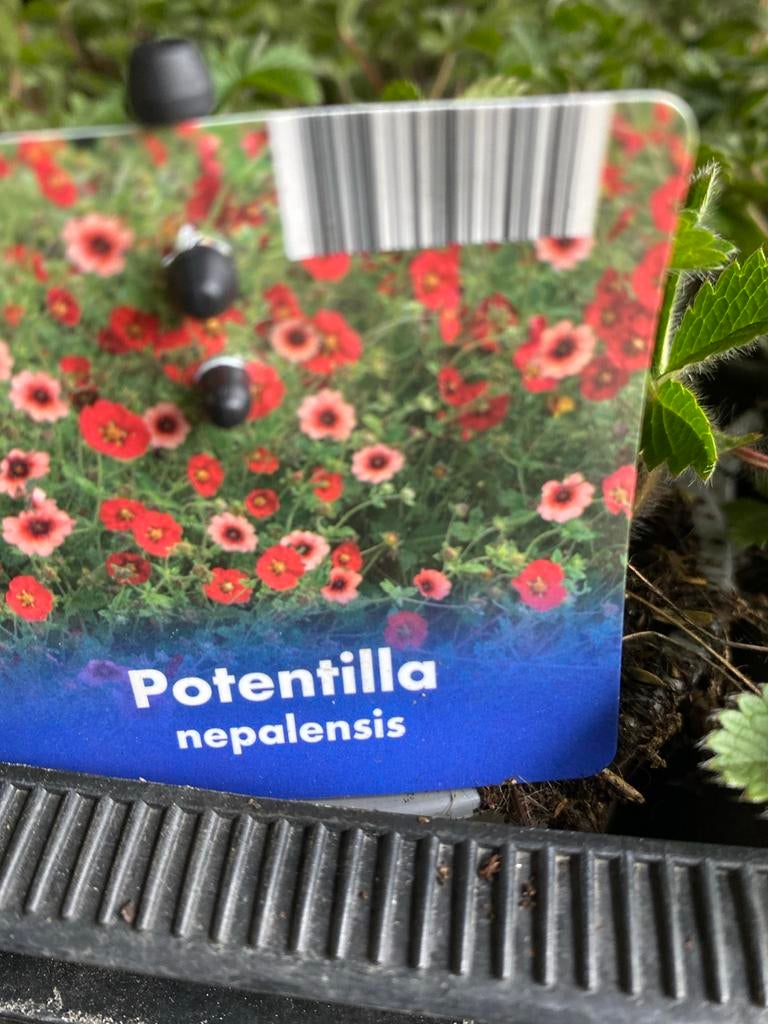 Potentilla nepalensis - Nepalese Ganzerik, Volle zon, Vaste plant, Zomer, Ophalen