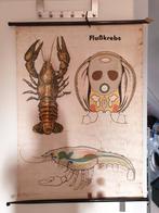 Vintage schoolplaat rivierkreeft - DDR biologie, Ophalen of Verzenden, Natuur en Biologie