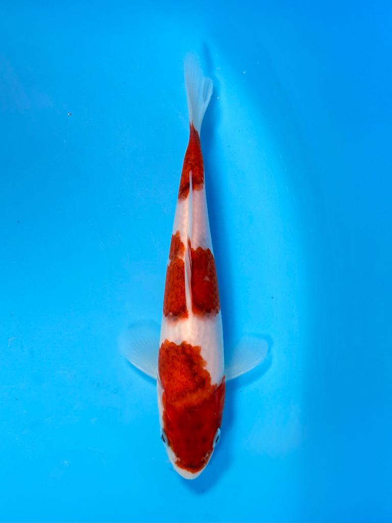 Japanse Koi – Marushi | Sandan Ai Goromo | Incl Certificaat, Karper of Koi