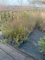 Diverse soorten heesters, Ophalen of Verzenden, Overige soorten, Minder dan 100 cm