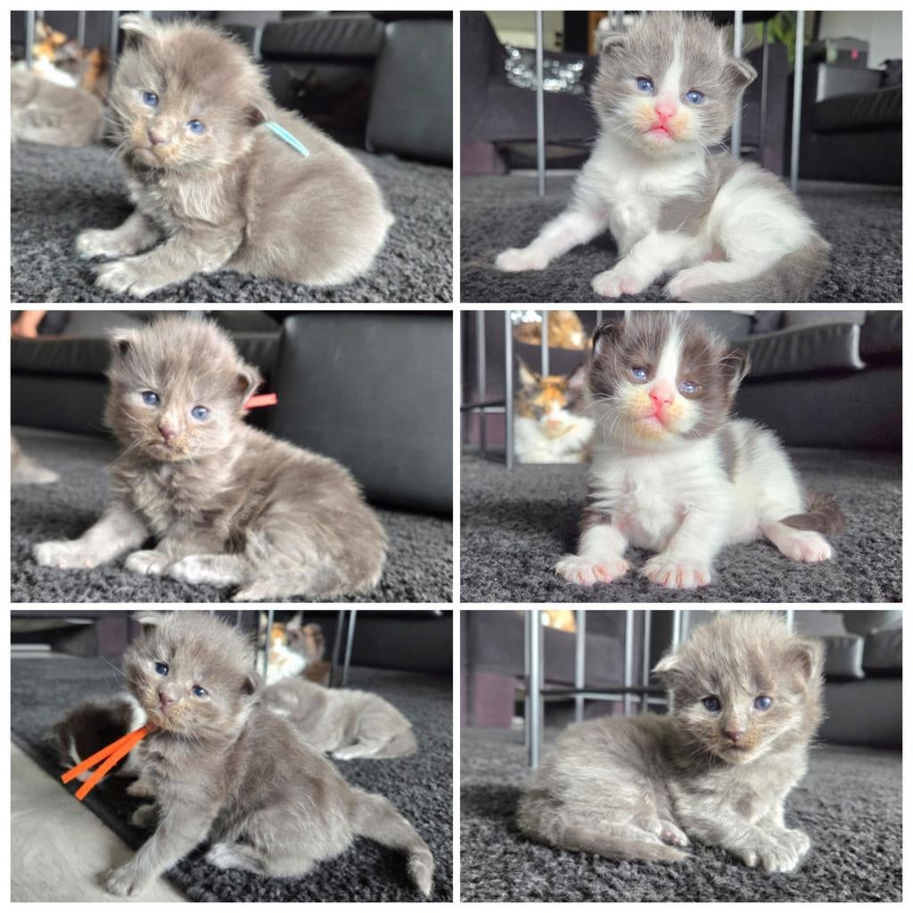 Maine coon kittens, Dieren en Toebehoren, Katten en Kittens | Raskatten | Langhaar, Meerdere dieren, Gechipt, 0 tot 2 jaar