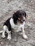 Dekreu engelse springer, Reu, Parvo, Eén hond, Nederland