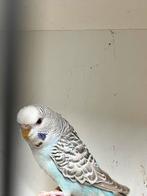 Te koop dun fallow grasparkiet, Dieren en Toebehoren, Vogels | Parkieten en Papegaaien, Vrouwelijk, Parkiet, Geringd