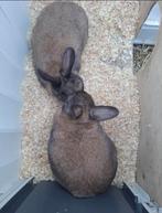 Konijnen zoeken een warm thuis !, Dieren en Toebehoren, Konijnen, Meerdere dieren