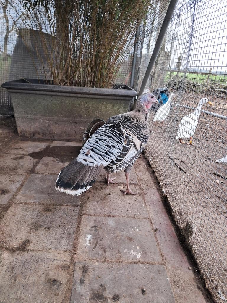 Kalkoen vrouw, 2025 net aan de leg., Vrouwelijk, Kalkoen