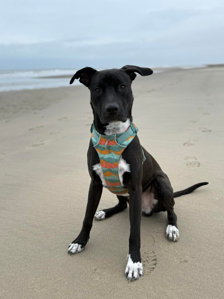 Hondenoppas gezocht, Uitlaatservice