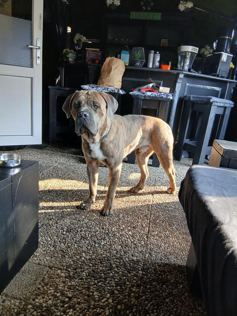 Lieve cane corso, Dieren en Toebehoren, Honden | Niet-rashonden, Reu, 1 tot 2 jaar, Eén hond, Nederland