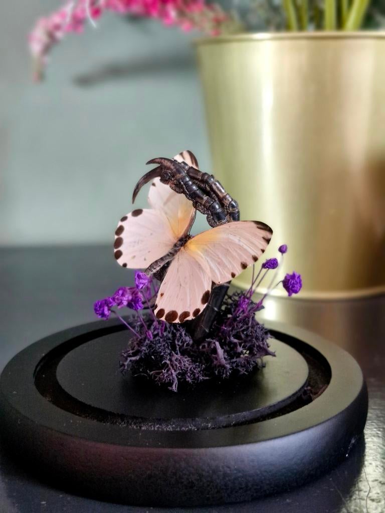 Opgezette vlinder,  kraaienpoot,  stolp,  taxidermie, Ophalen of Verzenden, Nieuw, Insect, Opgezet dier