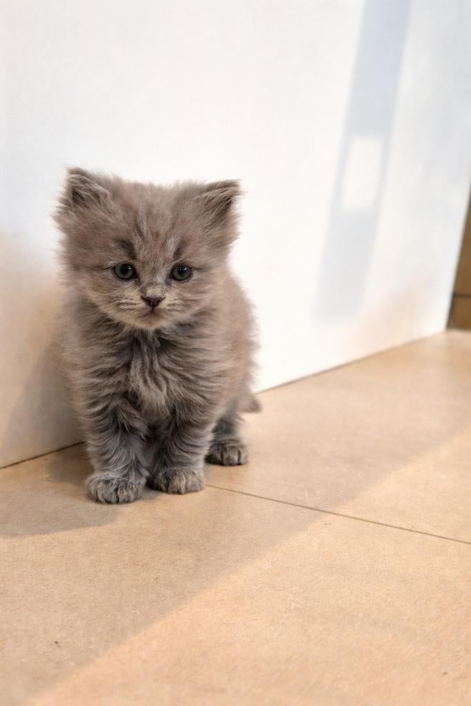 Britse korthaar/langhaar kittens poesje zeer aanhankelijk, Dieren en Toebehoren, Katten en Kittens | Raskatten | Korthaar, Meerdere dieren