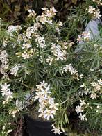 Super leuk heerlijk ruikend mexicaanse sinaasappel plant, Volle zon, Vaste plant, Lente, Ophalen