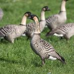 Overjarig koppel hawaii ganzen.  Intresse peilingen, Dieren en Toebehoren, Pluimvee, Meerdere dieren, Gans of Zwaan