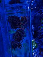 Tepelanemoon zeeaquarium anemonen, Dieren en Toebehoren