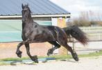 6 jarige Friese merrie, Merrie, Met stamboom, 3 tot 6 jaar, 160 tot 165 cm